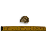 F 04919
<br/>
<br/>
<em></em>